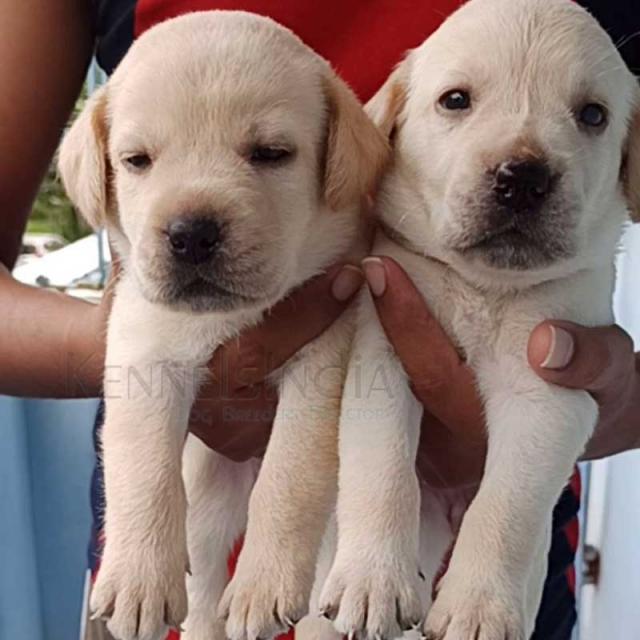 Labrador Puppies available in Chennai for sale