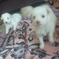 Pomeranian puppies available for sale in Tiruppur Tamil Nadu