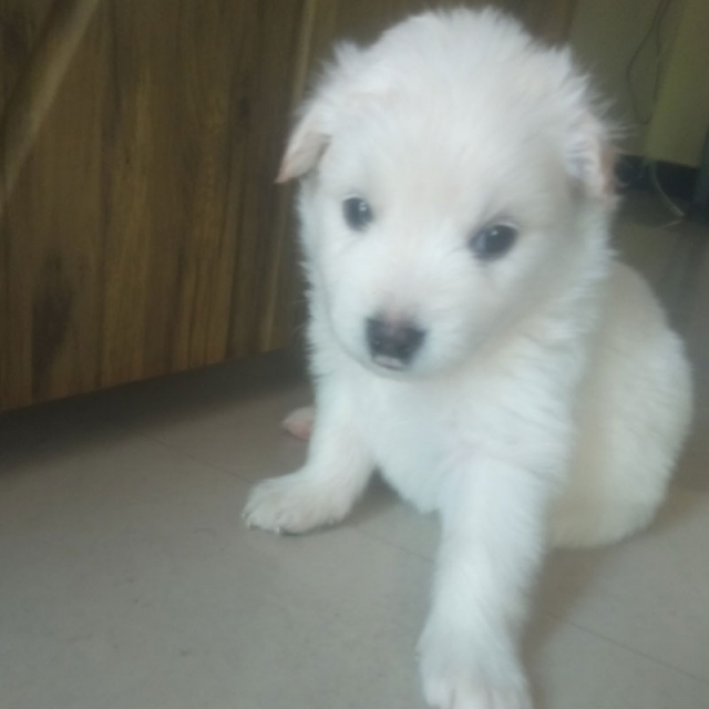 Pomeranian puppies available for sale in Tiruppur Tamil Nadu