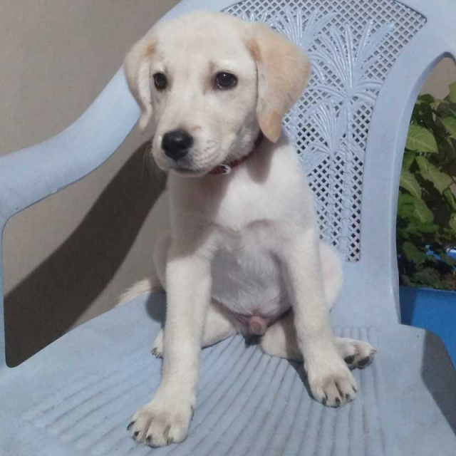 Male Lab Puppy for Sale in Telengana