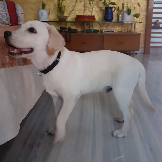 Male Lab Puppy Available for Sale in Hyderabad