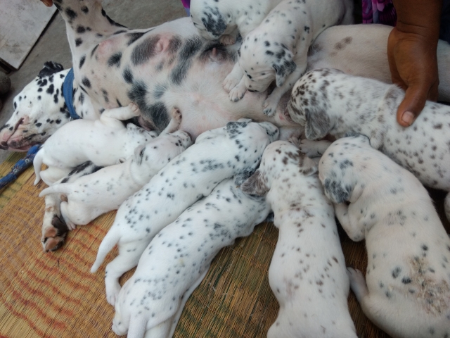 Black and brown spotted Dalmatian puppies
