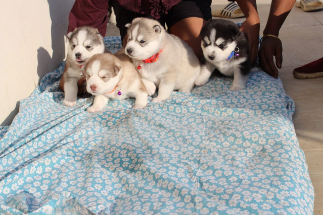 Champion Lineage Siberian husky puppies for sale in Bengaluru
