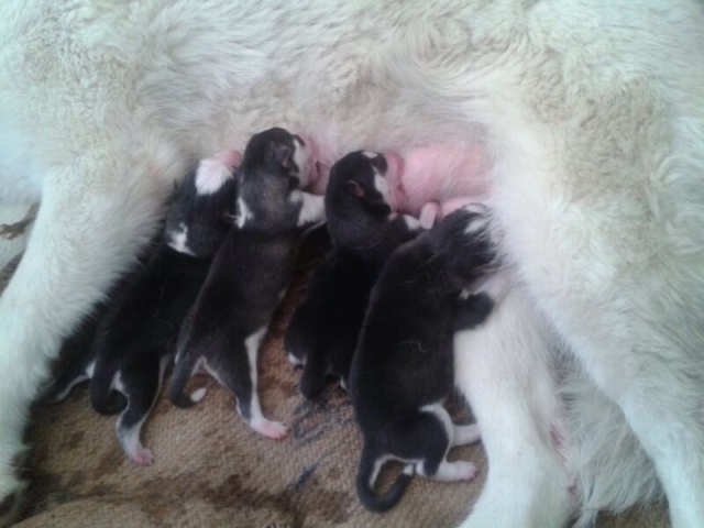 Import parentage Siberian Husky pups for sale in Mumbai