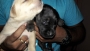 Black and white Labrador puppies