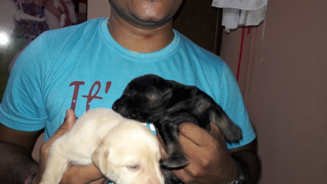Black and white Labrador puppies