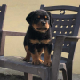 KCI Registered Rottweiler puppies available for sale Lucknow