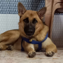 German Shepherd Female Dog for Sale Mumbai