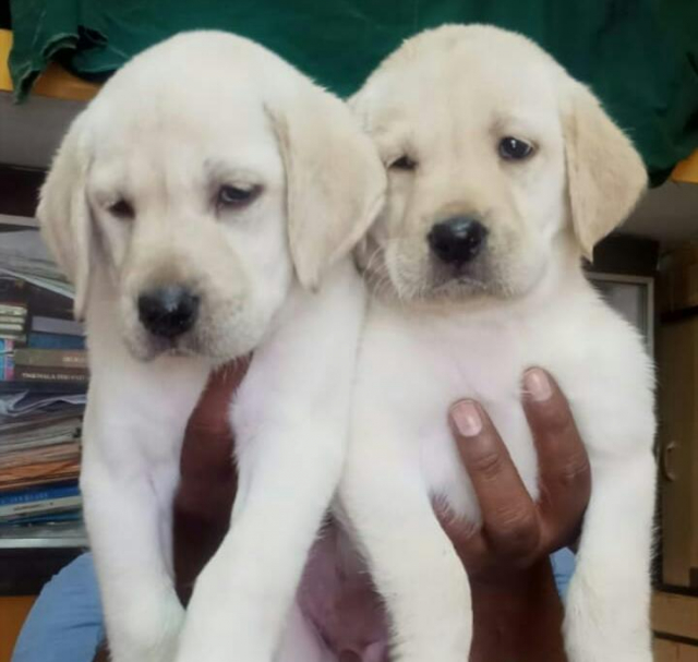 Pet Quality Labrador Puppies for sale in Hyderabad