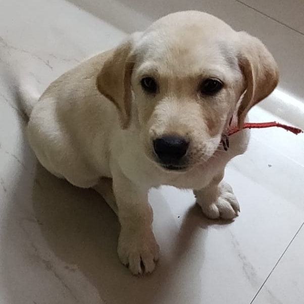 Cute pet quality Labrador Retriever available for sale Bengaluru