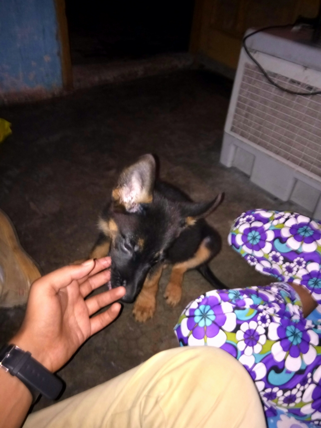 German Shepherd puppy for sale in Haryana Ambala