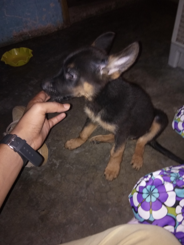 German Shepherd puppy for sale in Haryana Ambala