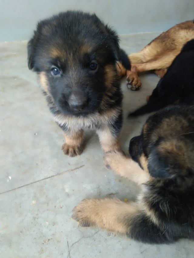 German Shepherd puppies for sale in Lucknow Uttar Pradesh