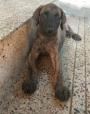 Great Dane puppies for sale in Thrissur Kerala