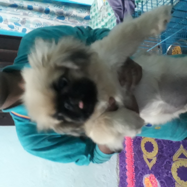 Show quality Pekingese puppies available in Delhi