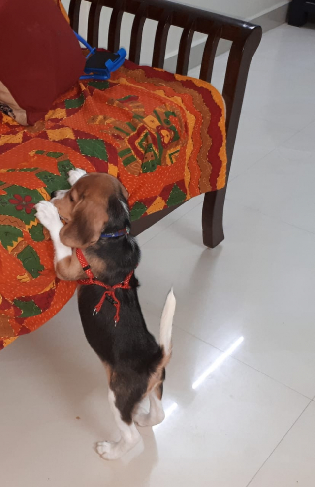 4 months old fully vaccinated beagle for sale in Chennai