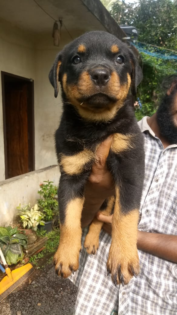 champion lineage Rottweiler Puppies Available For Sale In Calicut