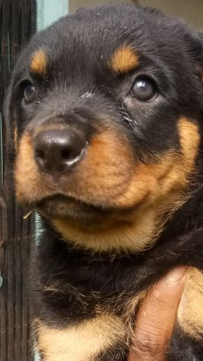 champion lineage Rottweiler Puppies Available For Sale In Calicut