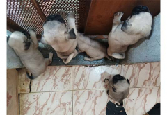 Champion Bloodline Pug Puppies for Sales in Erode TamilNadu