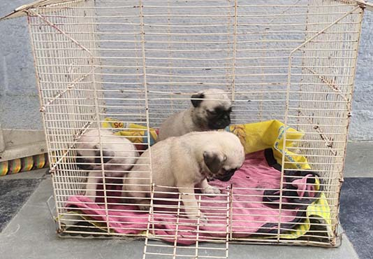 Champion Bloodline Pug Puppies for Sales in Erode TamilNadu