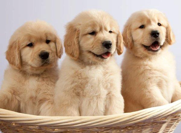 Perfect show quality Golden Retriever puppies available