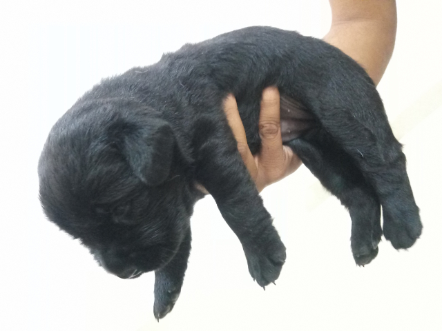 Black Labrador Retriever Puppy available for sale in North Goa
