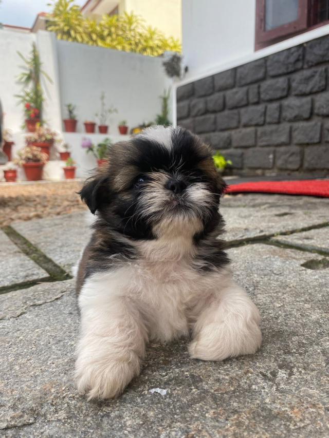 Shih Tzu puppies available for sale in Thiruvananthapuram Kerala