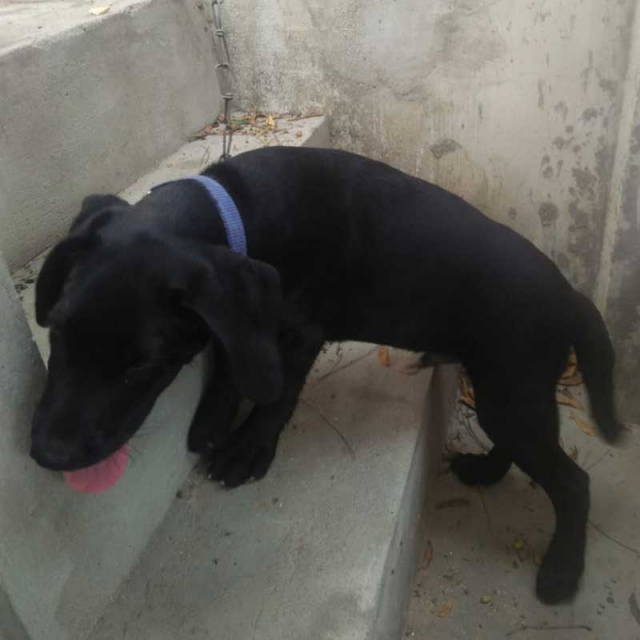 Black Labrador Retriever Puppy Available for Sale in Thoothukkudi