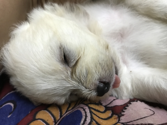 Lhasa puppy for sale