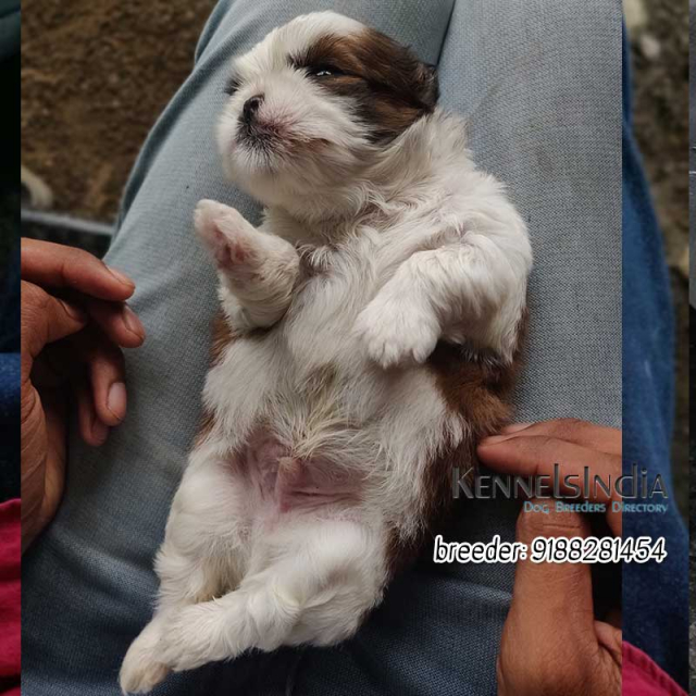 Shih Tzu puppies for sale in Palakkad, Kerala