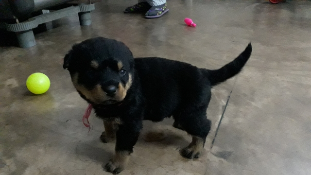 Cute 1 month Rottweiler puppy for sale in Yamunanagar