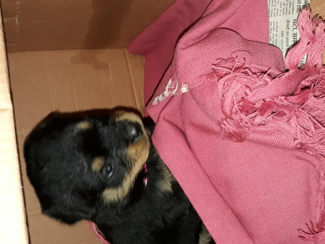 Cute 1 month Rottweiler puppy for sale in Yamunanagar