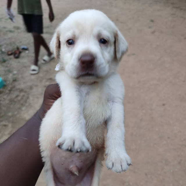 Pet Quality Labrador Retriever Puppies for Sale in Hyderabad