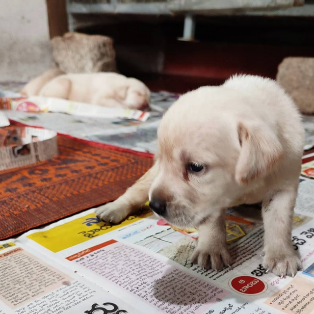 Pet Quality Labrador Retriever Puppies for Sale in Hyderabad