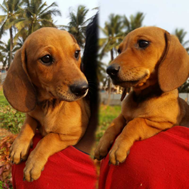 Dachshund Sausage Dog puppies for sale in Bengaluru Karnataka