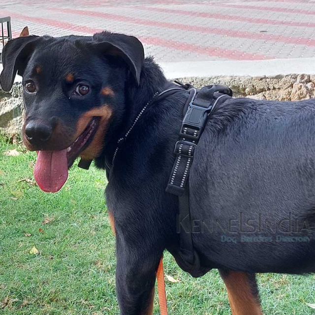 7 Months Old Female Rottweiler puppy available for Sale Hyderabad