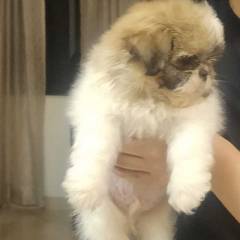 Pure breed Male shih Tzu Puppy available for sale in Delhi