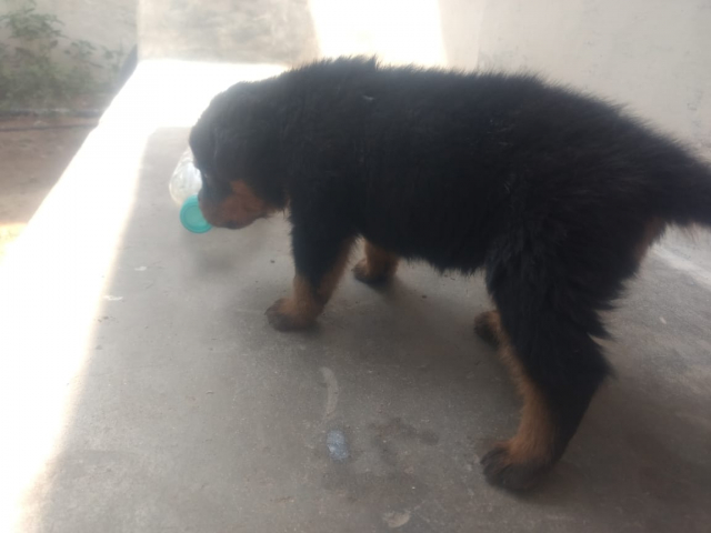 Pet Quality Rottweiler puppy for sale in Pollachi Tamilnadu