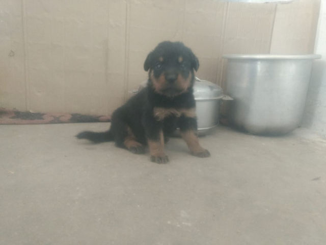 Pet Quality Rottweiler puppy for sale in Pollachi Tamilnadu