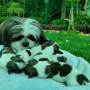 shih tzu Mother With Puppies