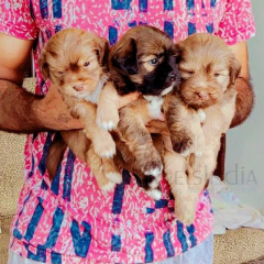 Top Show quality LHASA APSO puppies available in Sangrur, Punjab