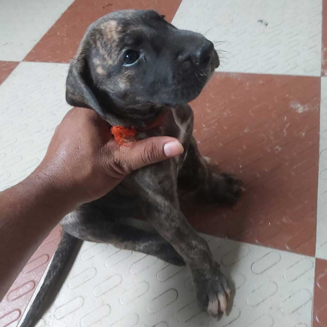 buy brindle great dane puppy for sale