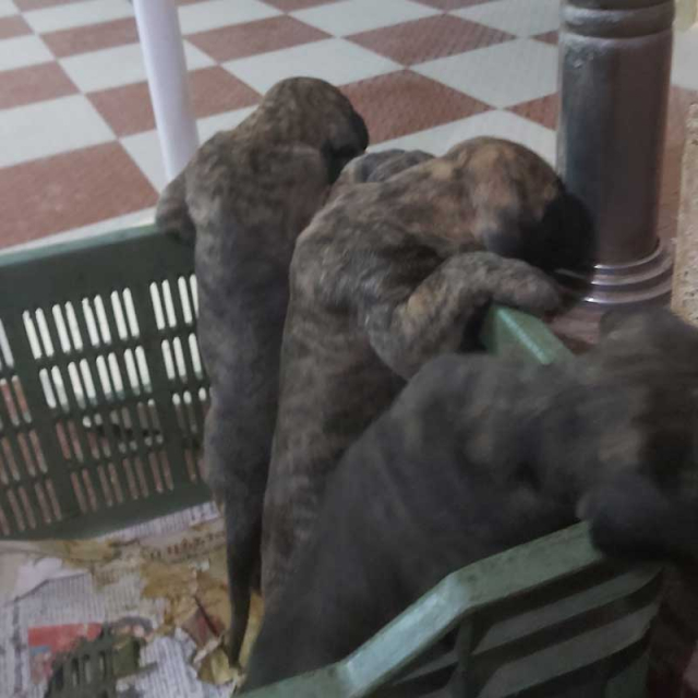 buy brindle great dane puppy for sale