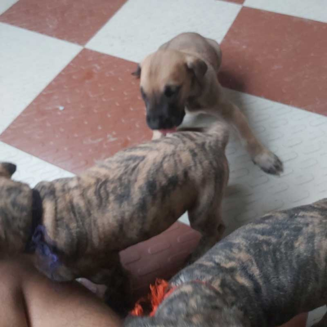 brindle great dane puppy for sale