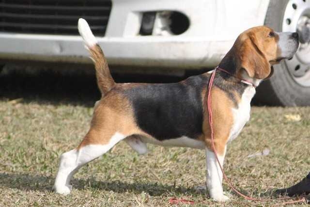Male Beagle pups for sale in Mumbai