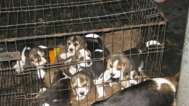 Male Beagle pups for sale in Mumbai