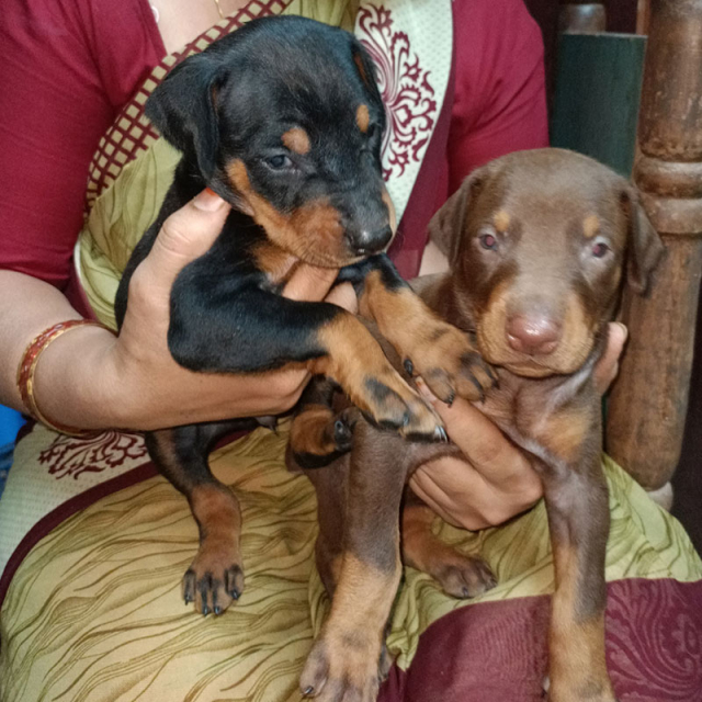 Doberman top quality puppies available for sale in Valsad Gujarat