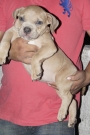 American bully male pup