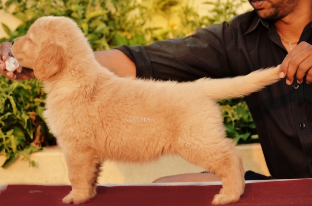 Champion Bloodline Golden Retriever Puppies For Sale