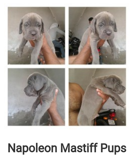 Neapolitan Mastiff Puppies for sale in Agra Uttar Pradesh